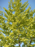 DSC09059.jpg